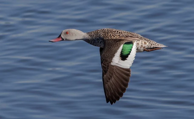 Cape Teal Duck in Flight over the Diep River / Table Bay Nature Reserve