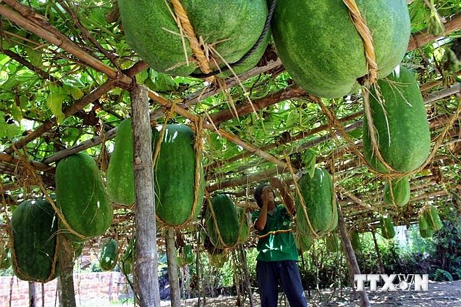 Bí ẩn ở vùng đất những quả bí to