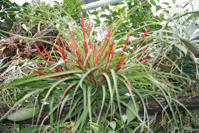 Tillandsia flabellata care and culture