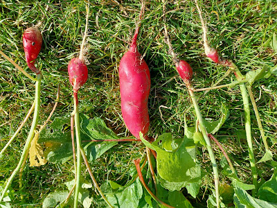 Radish