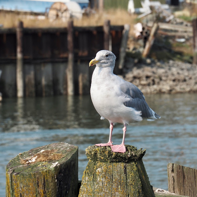 a seagull stands very quietly on an old wooden pier support in the river at La Conner. The river and the opposite bank are in the background. The other side of the river is very messy and dilapidated. An old wooden retaining wall, a shack, a pile of junk, all artistically blurred so the seagull stands out.