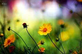 hoa dep, hoa hong,  hoa viet,  hoa lan  