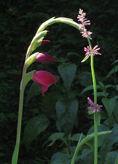 Gladiolus papilio 'Ruby'