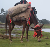 Young horse with luggage