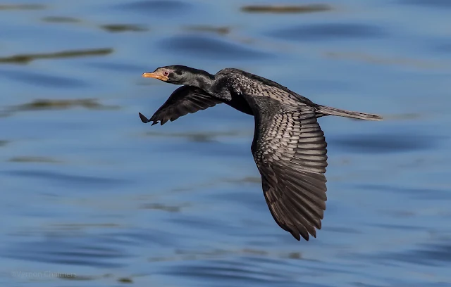 Reed cormorant in Flight - Woodbridge Island / Cape Town