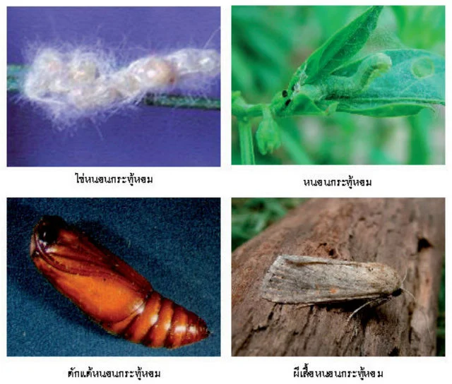 หนอนกระทู้หอม ลักษณะ วงจรชีวิต วิธีการป้องกัน สารกำจัด