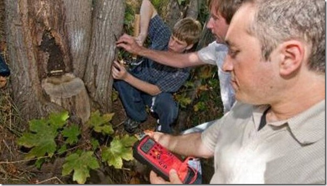 living_tree_electricity_ecoinvento