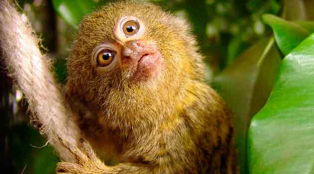 Menor macaco do mundo Sagüi Pigmeu