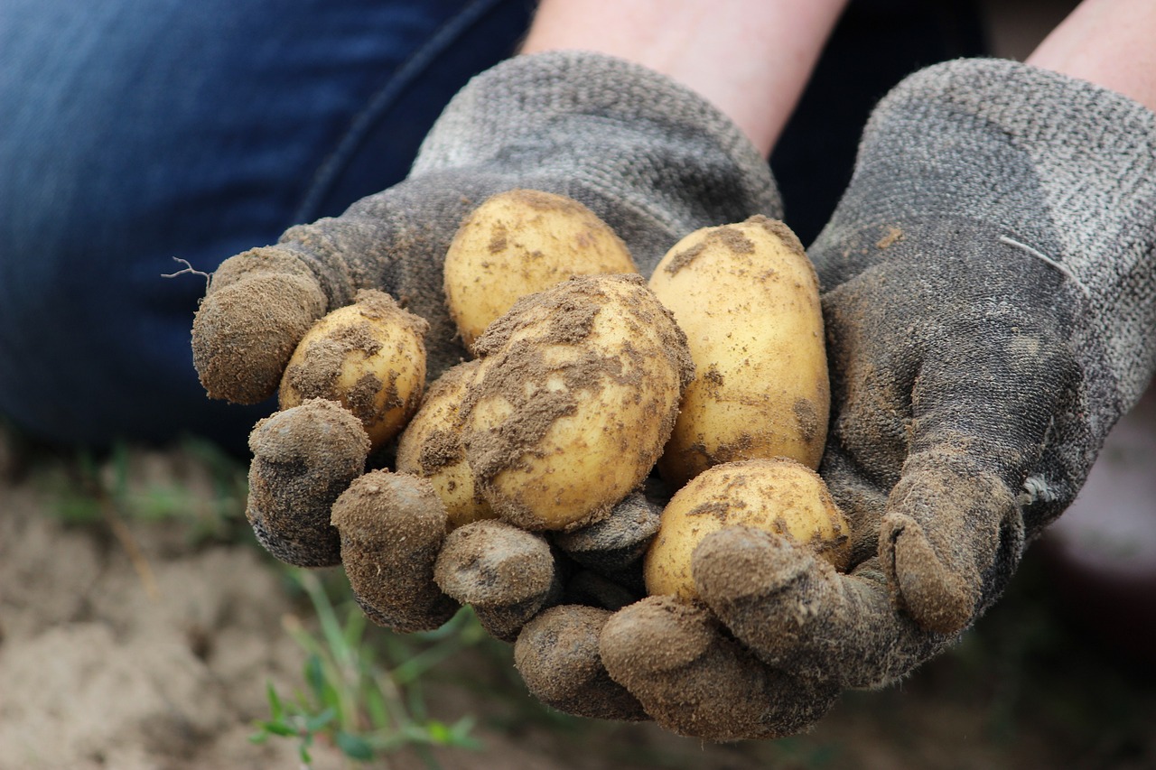 patatas ecologicas
