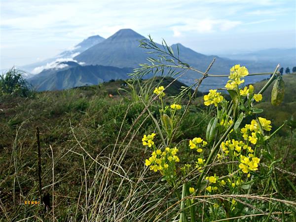 keindahan gunung prau