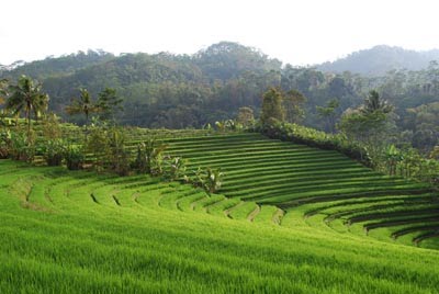 Lukisan Pemandangan Indah di Desa atau Kampung