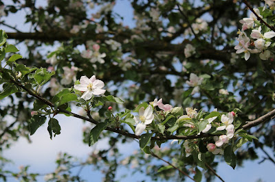 - Kaiser Wilhelm - Malus domestica Kaiser Wilhelm