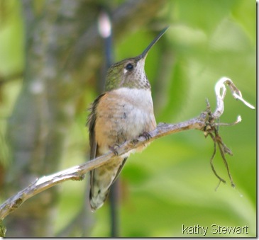 Female Calliope Hummingbird