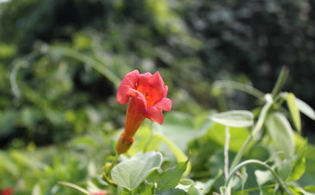 Trumpet Vine Flowers Pictures