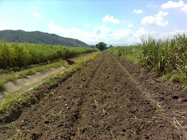 Suelos fértiles aptos para la agricultura.