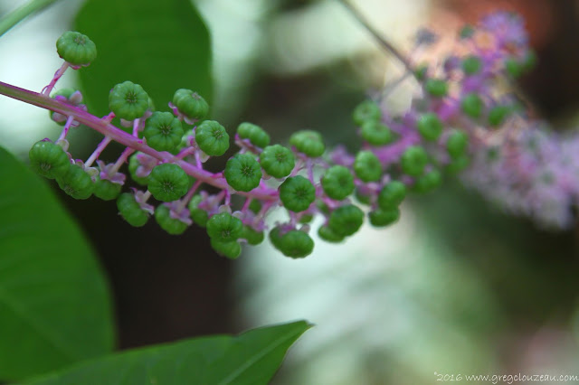 Les fleurs de Phytolaque (phytolacca americana) donnent des fruits qui lui valent son nom