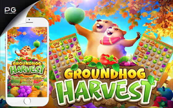 Gclub Groundhog Harvest