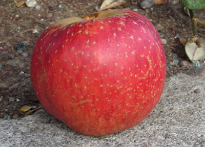 ornge-red apple with many russeted lenticels