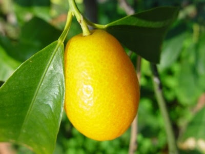 Fresh Kumquats
