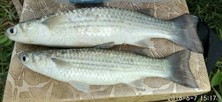 Umpan Alami Ikan Belanak Paling Jitu - Hobi Mancing