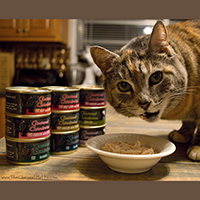 Tiki Cat Gourmet Carnivore Cat Food Review