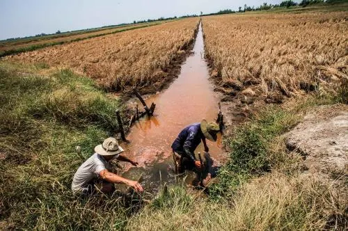 HIỆU QUẢ SỬ DỤNG SILIC TRÊN ĐẤT NHIỂM MẶN