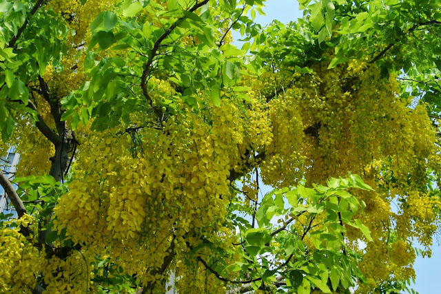 Hạt giống Muồng Hoàng Yến / Osaka