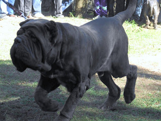 mastiff dog english tibetan korean puppy breeds hound canine pooch canis bow-wow despicable fellow qen txakurra gos pas hond koer aso koira kutya hundur madra pets huisdieren animaux de compagnie Haustiere de companie husdjur Evcil Hayvan anifeiliaid anwes domace zvali augintiniai alagang hayop domaci zvirata kucni ljubimci animals domestics maskotak animal pets info