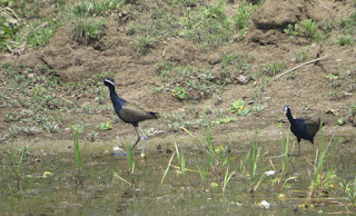 Bronze-winged Jacanas