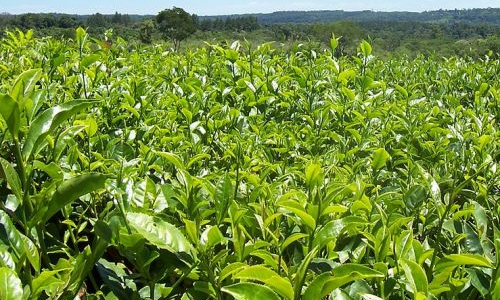 cultivo de hierbas para el tè