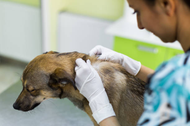How to know if your dog has fleas ? And what to do ?