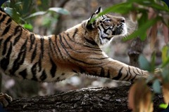 tiger-stretch-india_22673_600x450