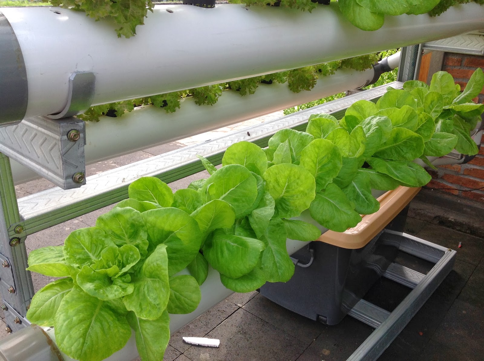 Rumah Hydroponic Manfaat menanam secara hidroponik Rumah Hydroponic Manfaat menanam secara hidroponik