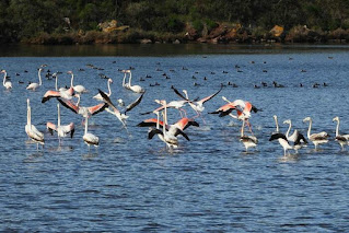 Aves en salinas de addaia