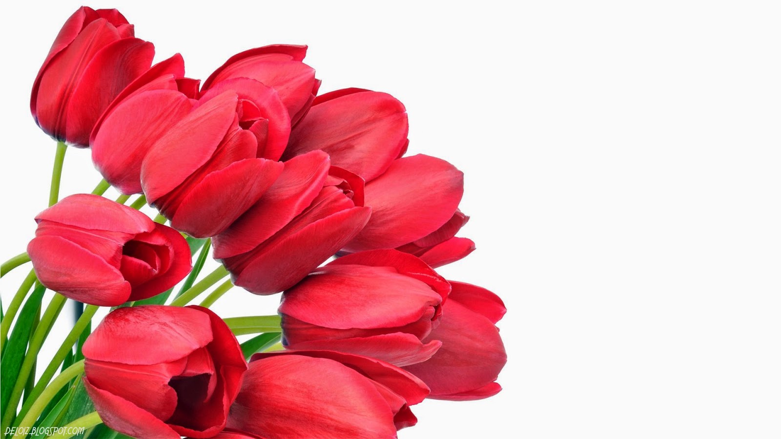 10 Wallpaper Bunga  Tulip  Merah Deloiz Wallpaper