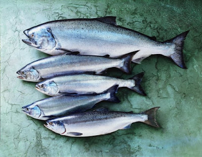 Varieties of Salmon