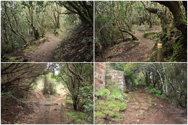 PR-TF-2  VALLESECO (Santa Cruz de Tenerife) A TABORNO, sendero entre el cruce de Cuatro Caminos y el Pico del Inglés