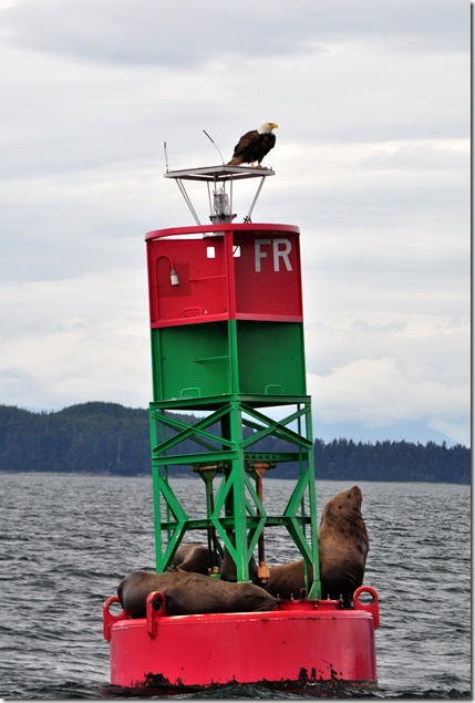 eagle and seals