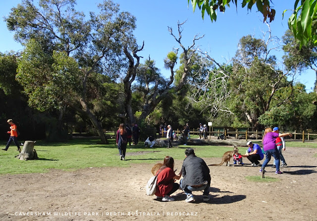 Caversham Wildlife Park, Perth Australia