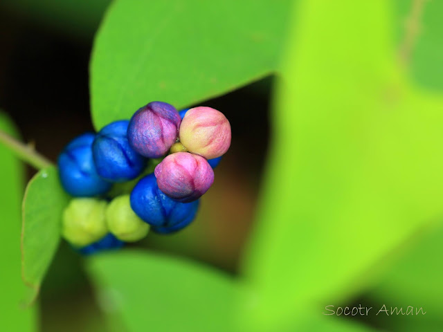 Persicaria perfoliata