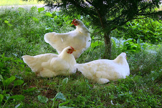 Free-range chickens