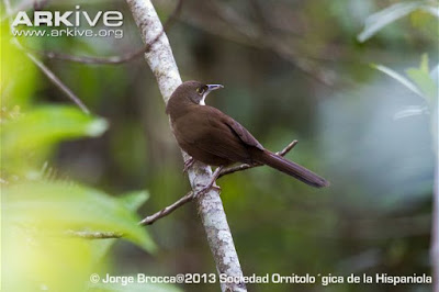 Eastern Chat-tanager