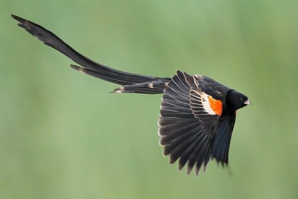 Fotos de Aves e Pássaros