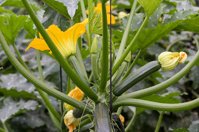 Zucchini im Garten anbauen