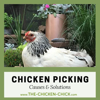 Feather as well as pare picking is a serious occupation behaviour exhibited past times chickens nether stress Chicken Picking Causes as well as Solutions