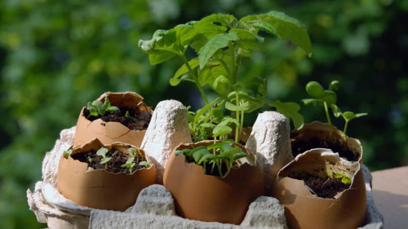 Container Gardening Eggshells Carton Herbs