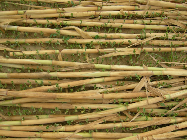 Bamboo Canes3