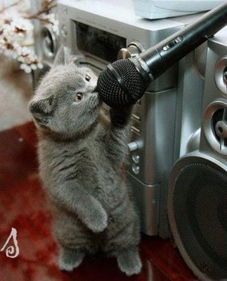 funny animal pics grey cat singing into microphone maybe karaoke