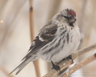 Copper-topped Common Redpoll. photo  © Shelley Banks, all rights reserved. 