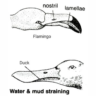 पक्षियों में चोंच के प्रकार (Types of Beaks in Birds)|in Hindi
